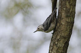 Image of nuthatches and relatives