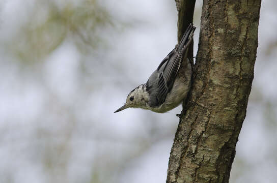 Image of White-breasted Nuthatch