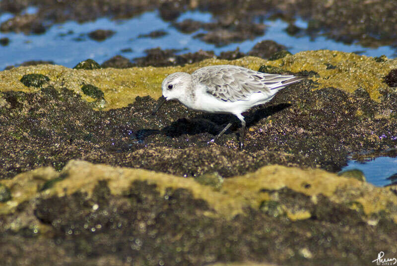 Image of Calidris Merrem 1804