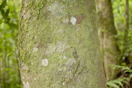 Image of Styrax glabrescens Benth.