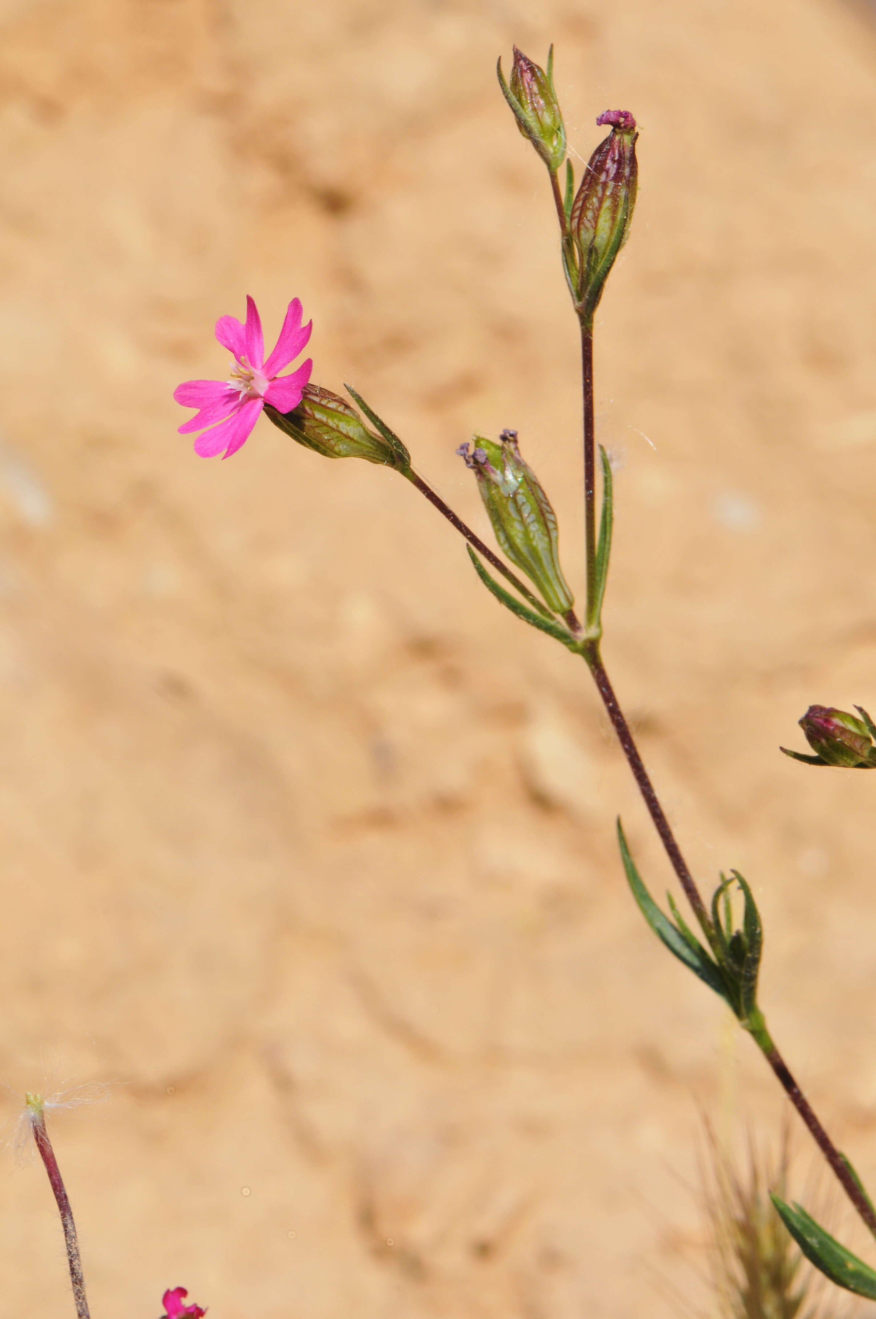 Image of Silene muscipula L.