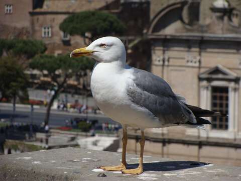 Larus Linnaeus 1758 resmi