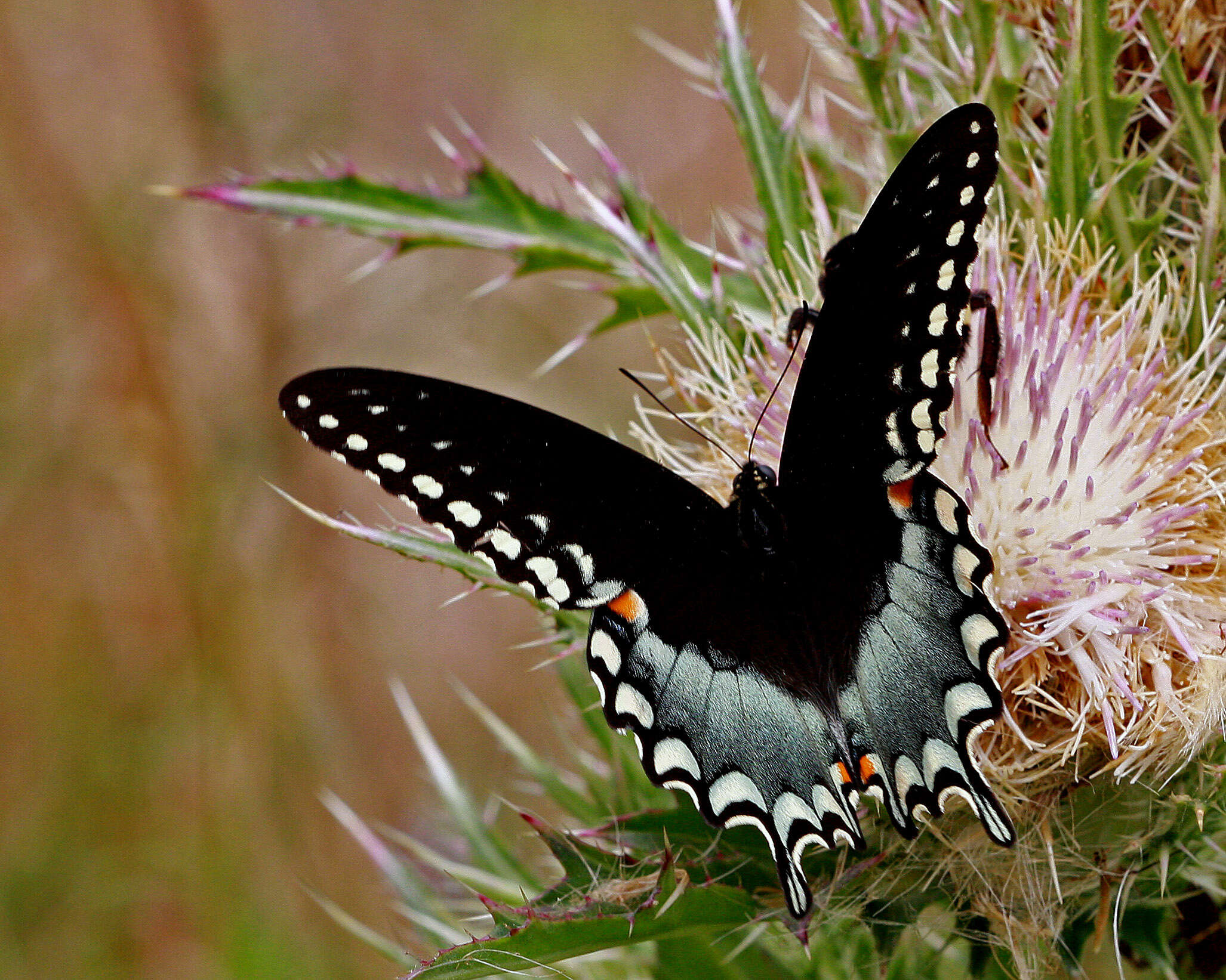 Image of Papilio