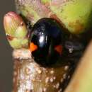Image of twospotted lady beetle