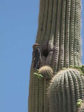 Image of Gila Woodpecker