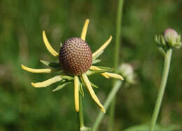 Image of pinnate prairie coneflower