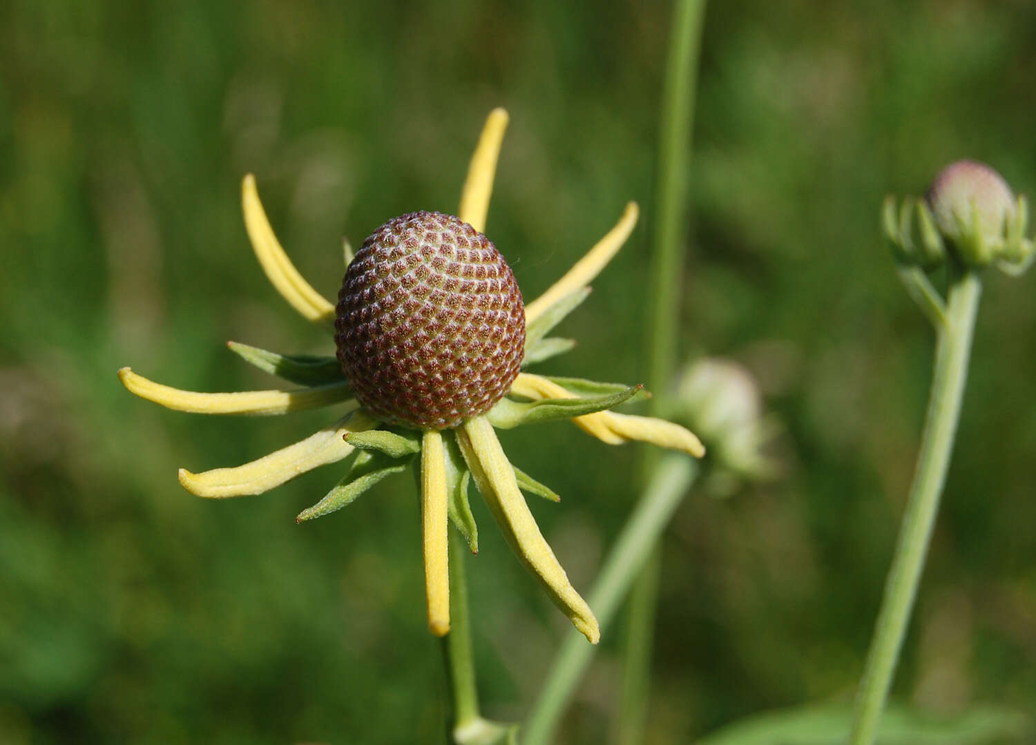 Image of pinnate prairie coneflower