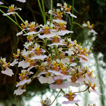 Image of Harlequin dancing-lady orchid