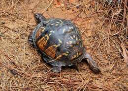 Image of American Box Turtle