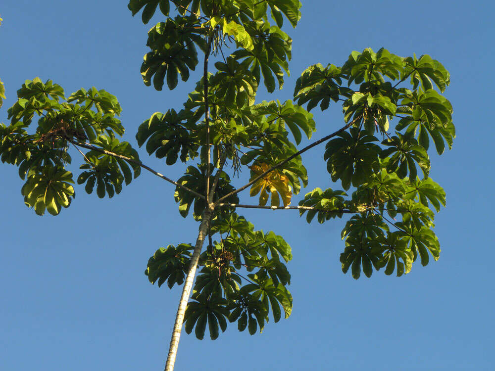 Image of trumpet tree