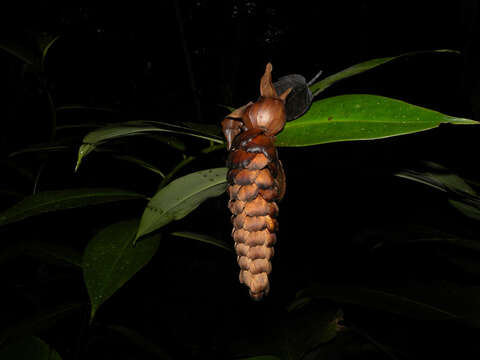 Image of Costus laevis Ruiz & Pav.