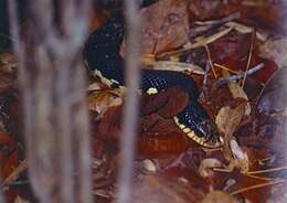 Image of Malagasy Giant Hognose Snake