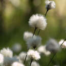 Image of Hare's-tail cottongrass