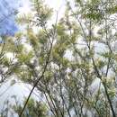 Acacia linifolia (Vent.) Willd.的圖片