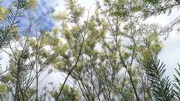 Plancia ëd Acacia linifolia (Vent.) Willd.
