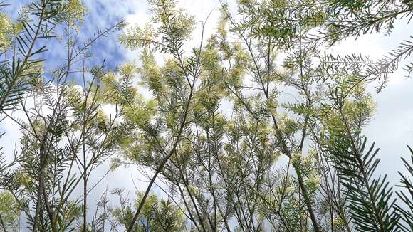 Imagem de Acacia linifolia (Vent.) Willd.