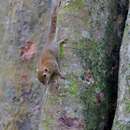 Image of Least Pygmy Squirrel