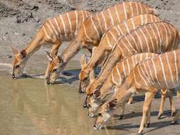 Image of Spiral-horned Antelope