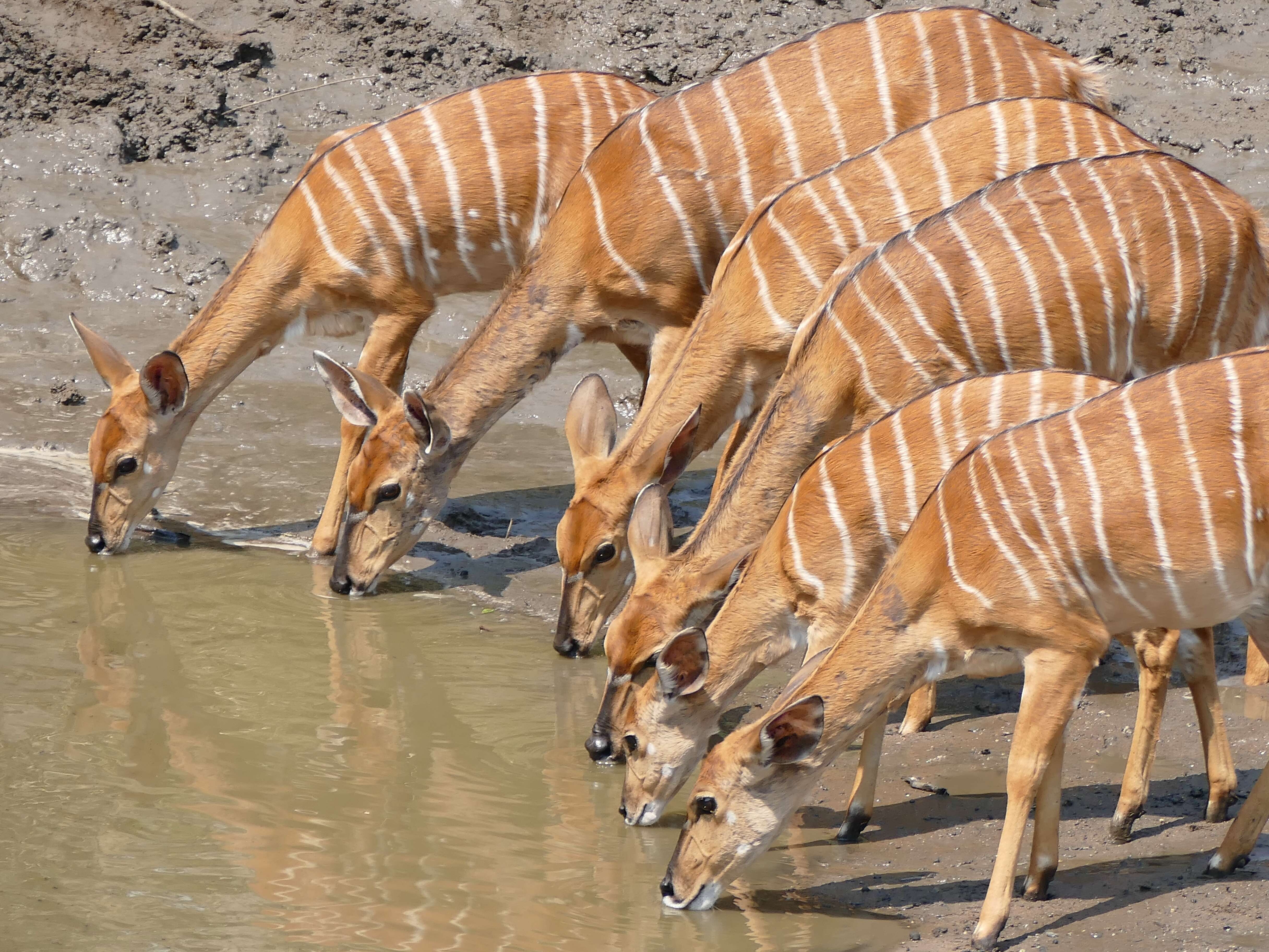 Image of Spiral-horned Antelope