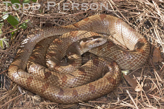 Image of Kingsnakes