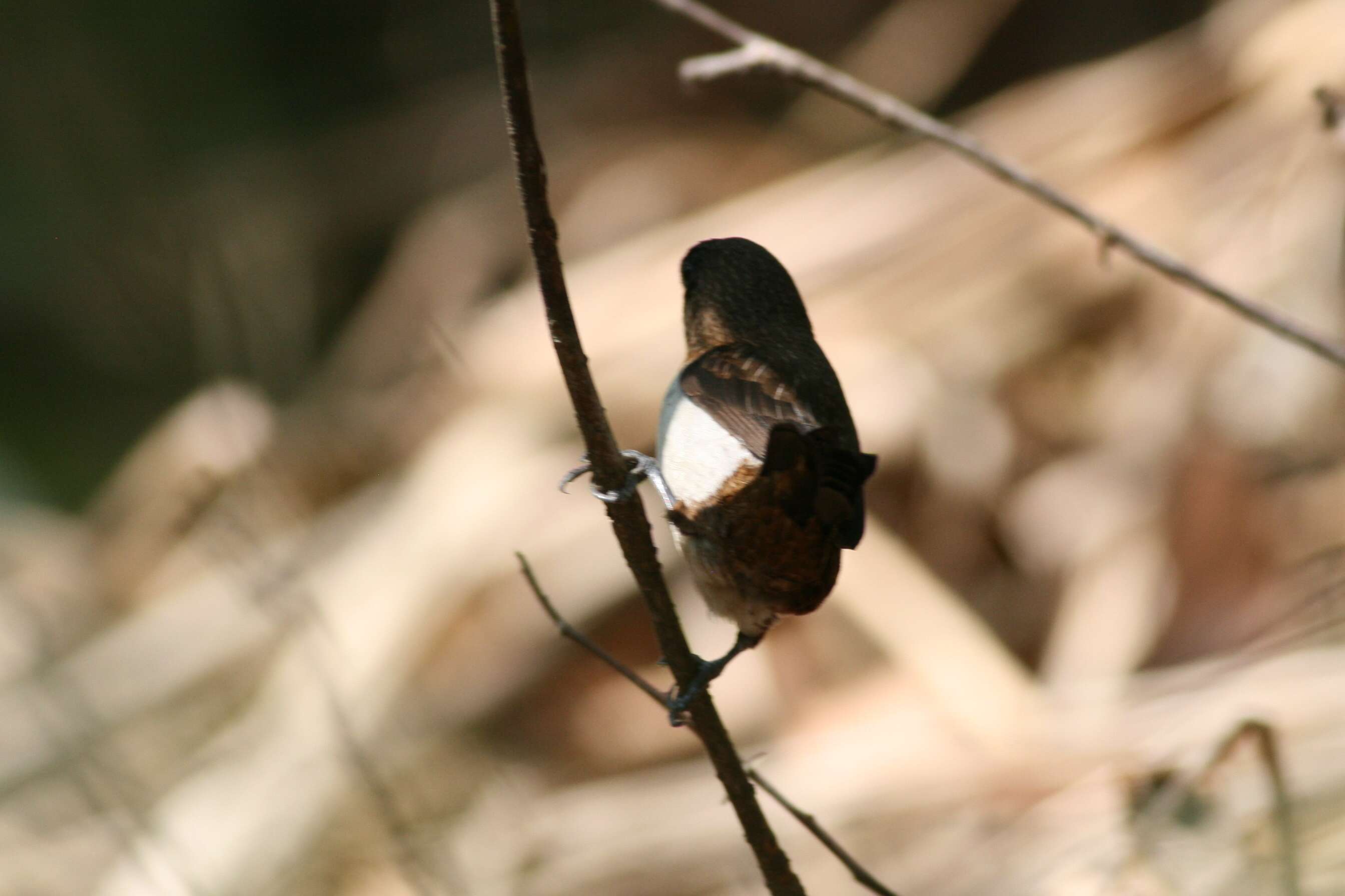 Image of Lonchura striata squamicollis