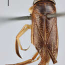 Image of Sigara stagnalis stagnalis (Leach 1817)