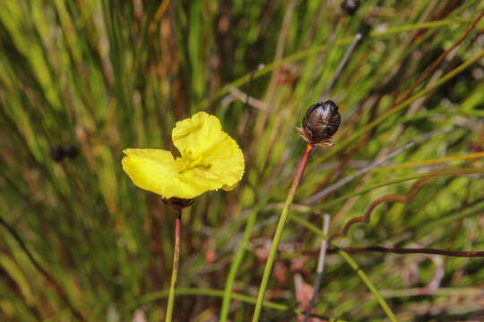 Image of yellow-eyed-grass family