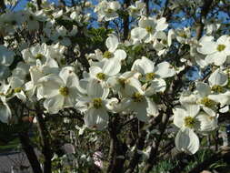 Image of dogwoods