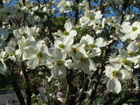 Image of flowering dogwood