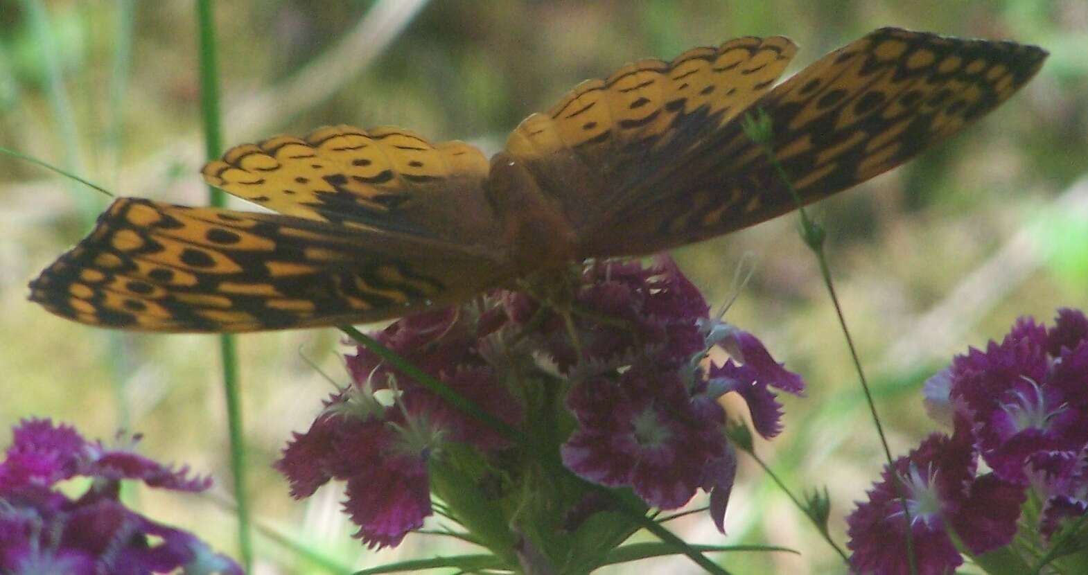 Image of Aphrodite Fritillary