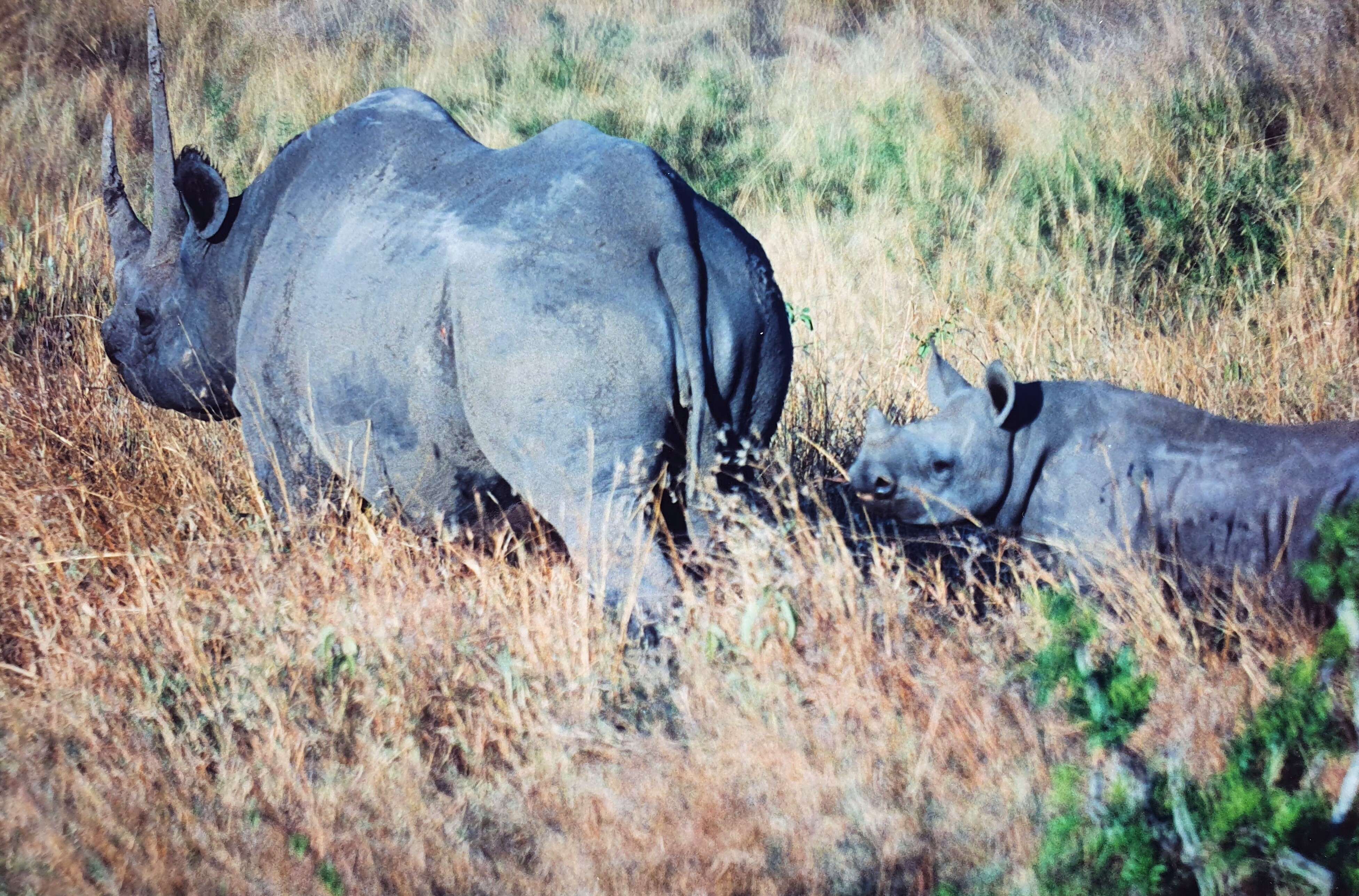 Image of Black Rhinoceros