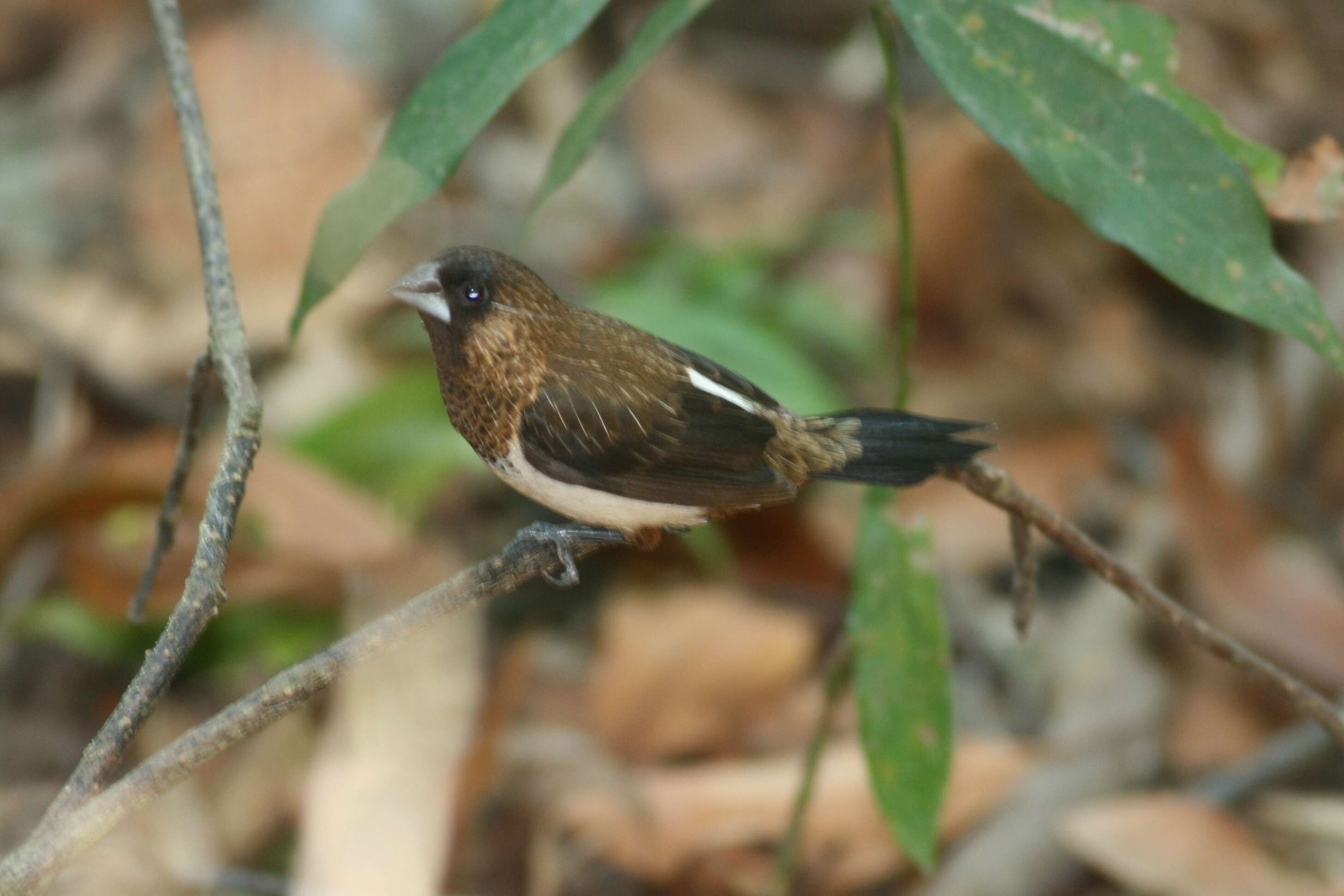 Image of Lonchura striata squamicollis