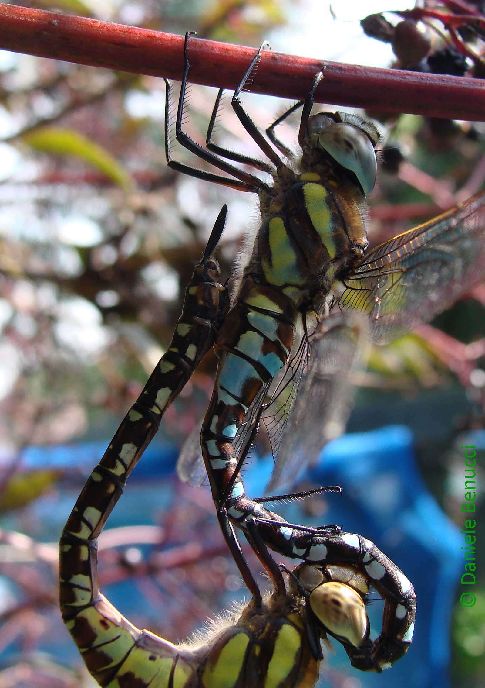 Image of hawker dragonfly