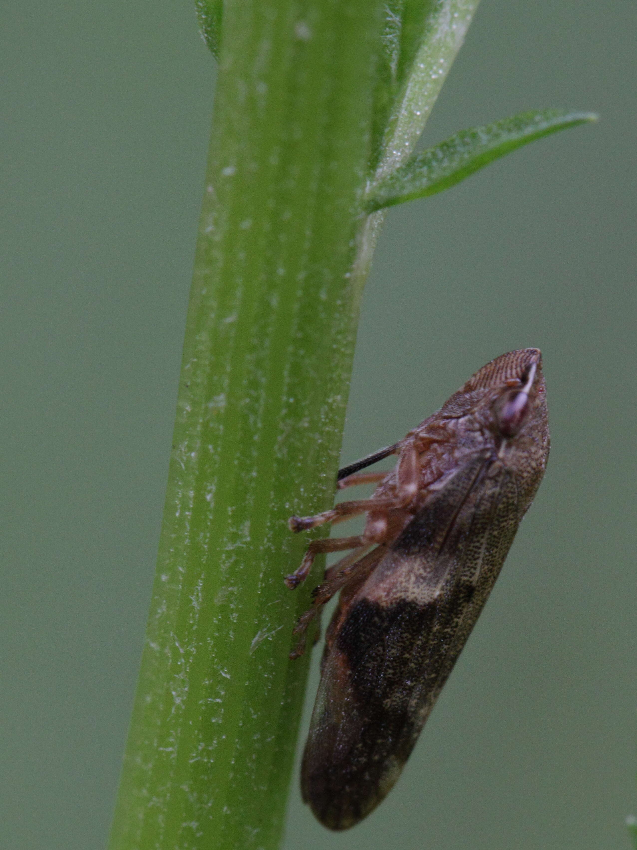 Image of spittlebugs