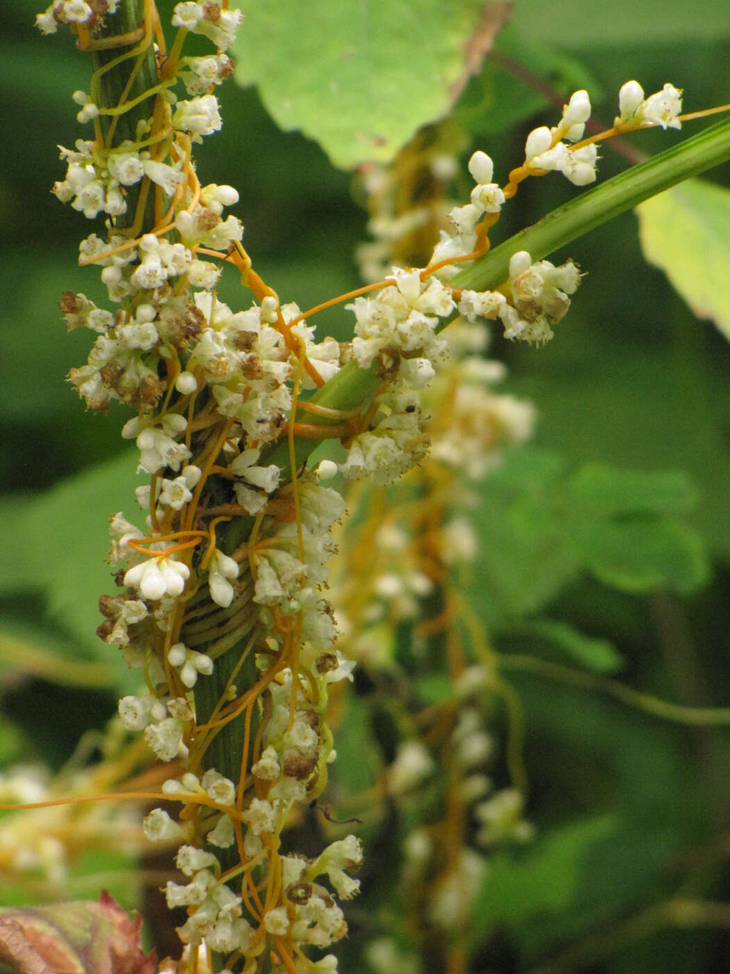 Image of beaked dodder