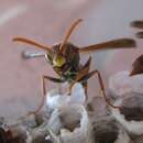 Image of Polistes humilis (Fabricius 1781)