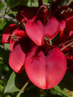 Image of Coral tree