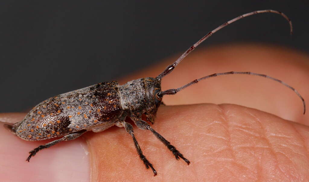 Image of Twig Girdling Beetles