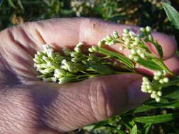 Слика од Baccharis salicifolia (Ruiz & Pav.) Pers.