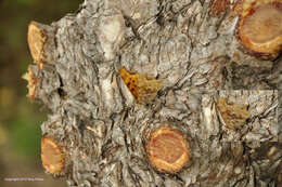 Слика од Polygonia satyrus Edwards