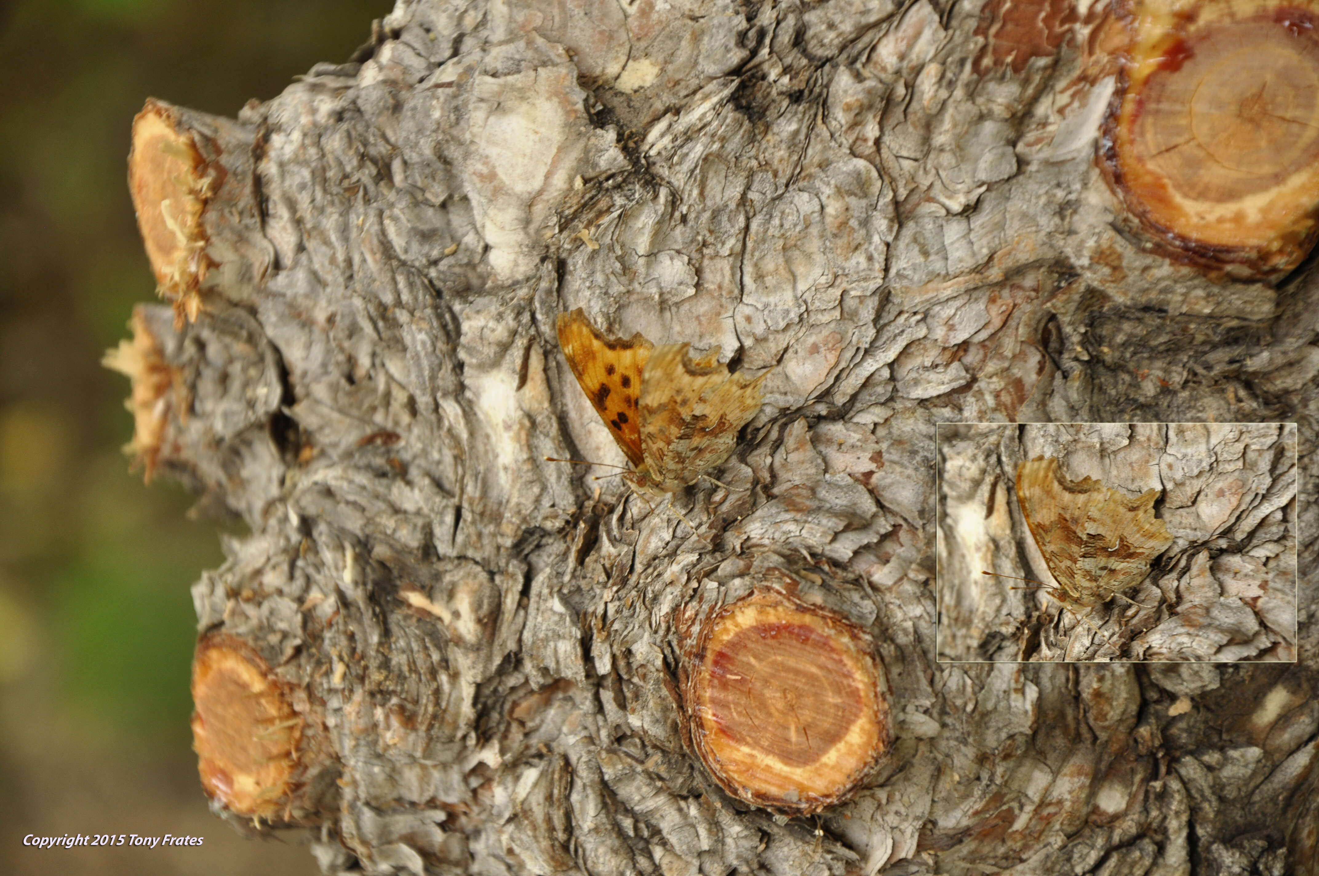 Слика од Polygonia satyrus Edwards