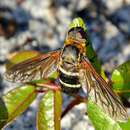 Image of Exoprosopa fasciata Macquart 1840