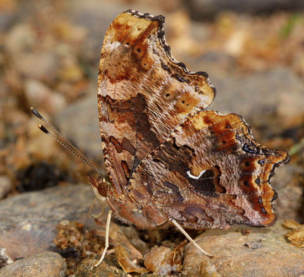 Sivun Polygonia comma Harris 1852 kuva