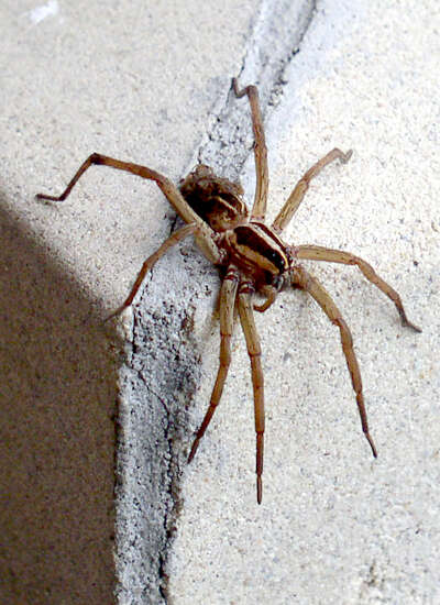 Image of wolf spiders