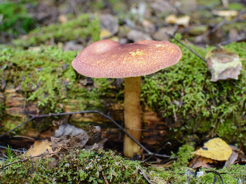 Image of Tricholomopsis rutilans (Schaeff.) Singer 1939