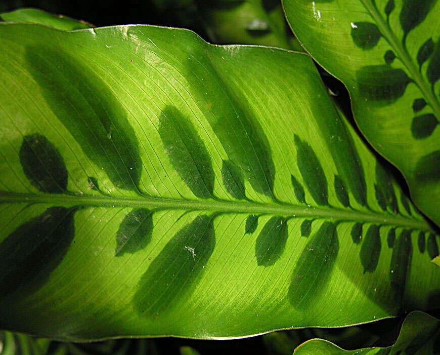 Image of Goeppertia lancifolia (Boom) Borchs. & S. Suárez