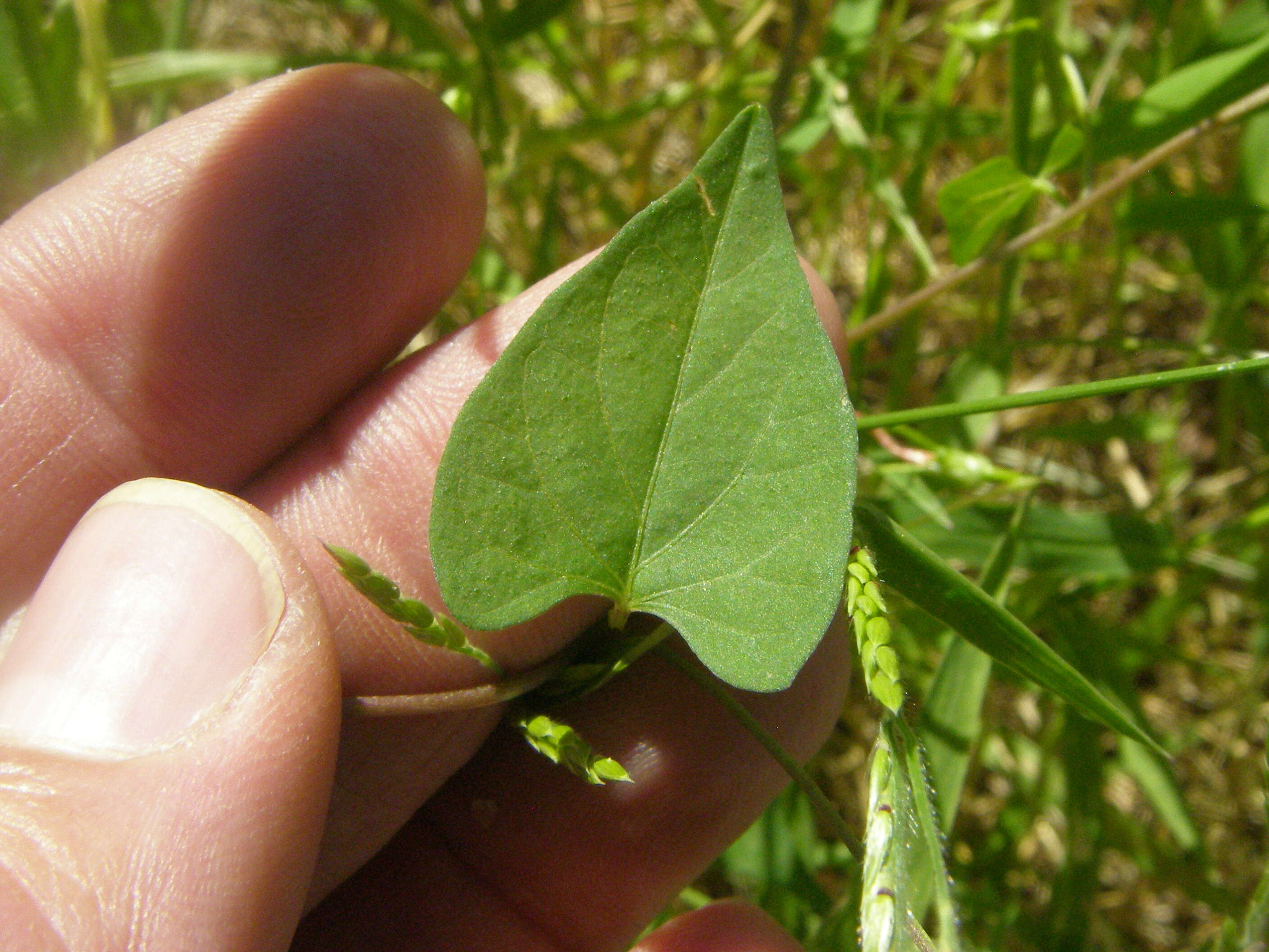 Image of Trans-Pecos morning-glory