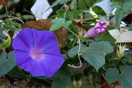 Image of Blue morning glory