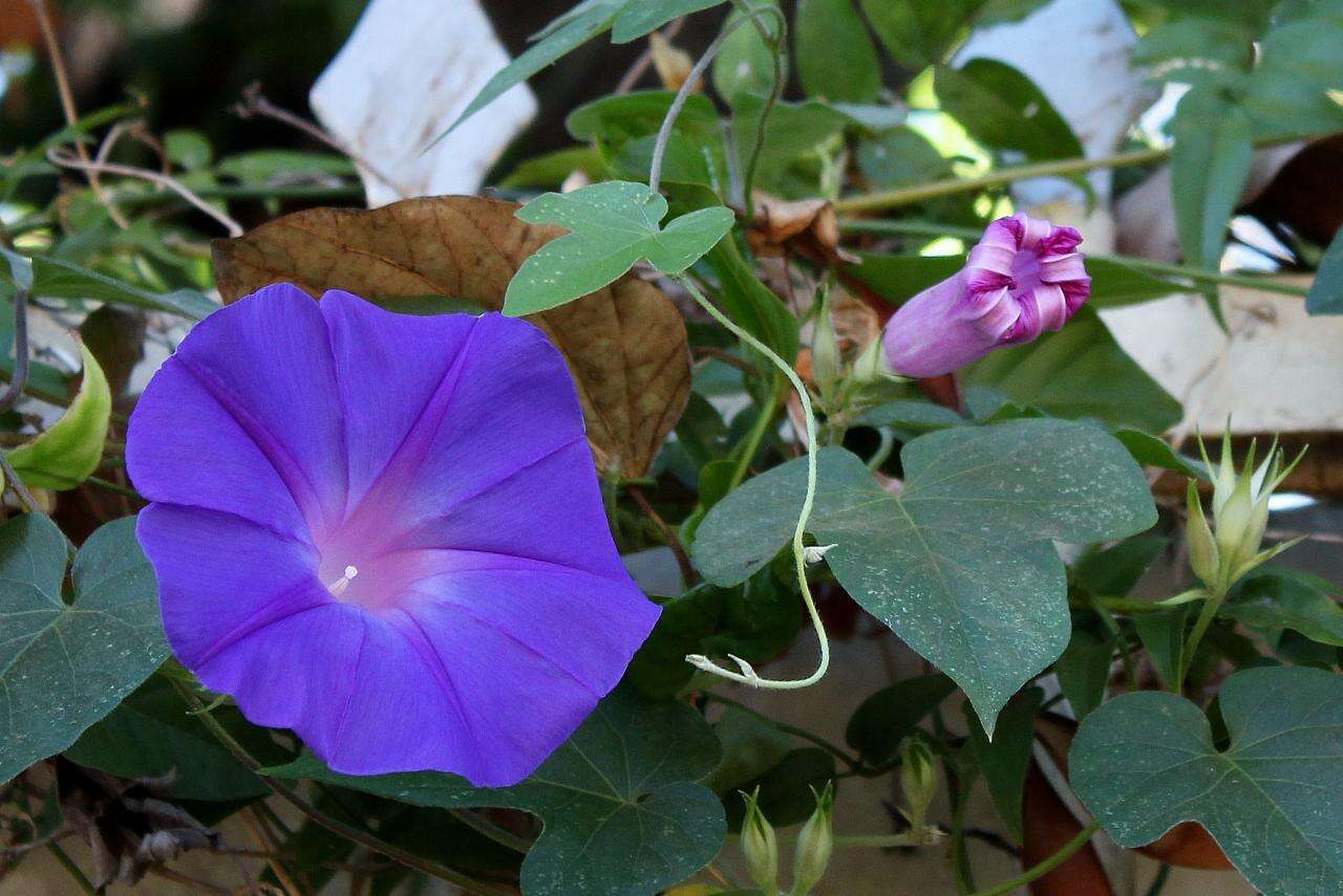 Image of Blue morning glory