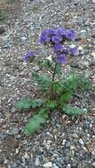 Phacelia crenulata Torr. ex S. Wats.的圖片